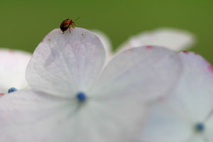 EF100mm F2.8 �}�N�� USM