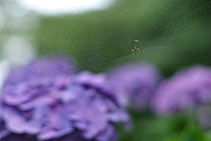 EF50mm F1.4 USM