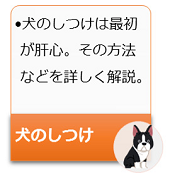 犬のしつけは最初が肝心。その方法などを詳しく解説。