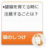 雄猫を育てる時に注意したいのは?
