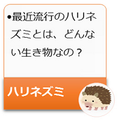 最近流行のハリネズミとはどんな生き物なのでしょう?