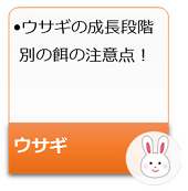 ウサギの成長段階別食餌の注意点!