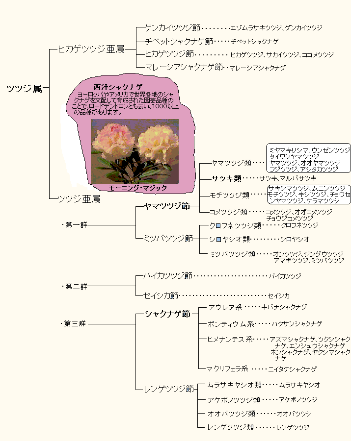 ツツジの種類