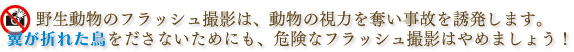 野生動物のフラッシュ撮影は、動物の視力を奪い事故を誘発します。翼が折れた鳥を作らないためにも、危険なフラッシュ撮影はやめましょう！
