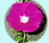 a-aka.2.gif