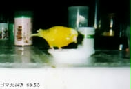 ���܂�H�ׂ�`�[