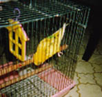 ���������Ȋi�D�P