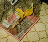 ���������Ȋi�D�Q