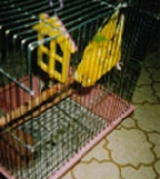 ���������Ȋi�D�R