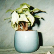 ���ς��̖�