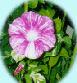 or-p.2.gif