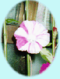 or-s.1.gif