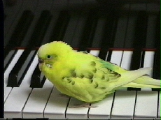 �s�A�m�̏�̃`�[