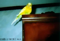 �˒I�̏�̃`�[