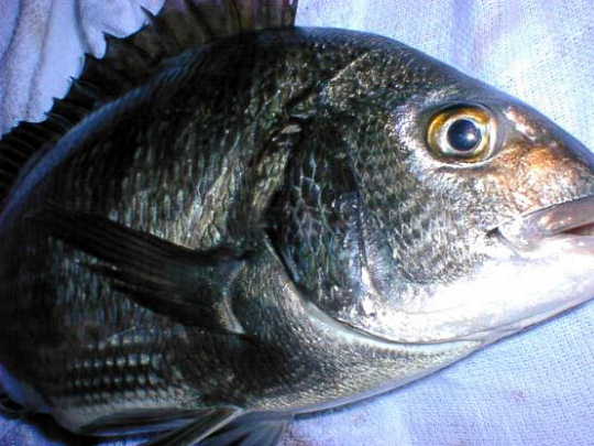 fish56.jpg