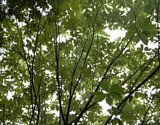 dsc022.jpg