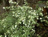 dsc045.jpg