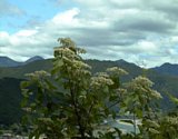 dsc082.jpg