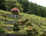 dsc085.jpg