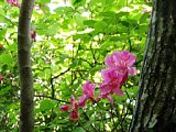 p4260094a.jpg