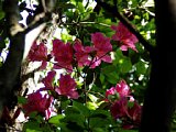 p4260095a.jpg