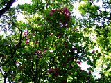p4260097a.jpg