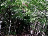 p4260098a.jpg