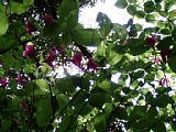 p4260100a.jpg
