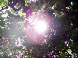 p4260104a.jpg