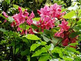 p4260130a.jpg