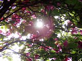 p4260150a.jpg