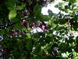 p4260100.jpg