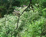 dscf0013.jpg