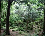 dscf0017.jpg