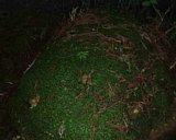 dscf0049.jpg