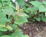 dscf0055.jpg