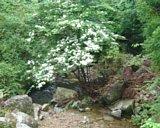 dscf0078.jpg