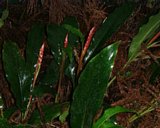 dscf0130.jpg