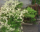 dscf0137.jpg