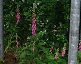 dscf0141.jpg