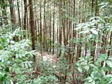 tn006.jpg