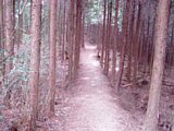tn082.jpg