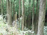 p4260043.jpg