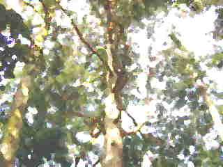 chikatuyu