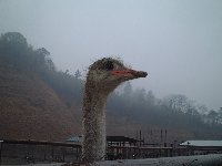 _`Ẻ