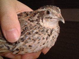 うずら、マルの写真