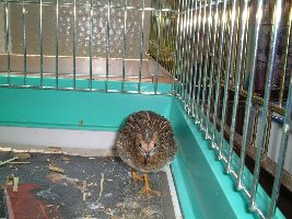 ヒメウズラ、ひめ子の写真、正面