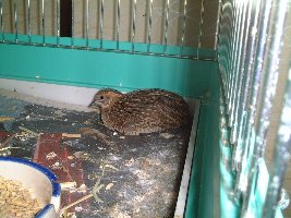うず子の写真、うずくまる