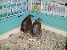 ヒメウズラ、アンとドゥの写真、背中