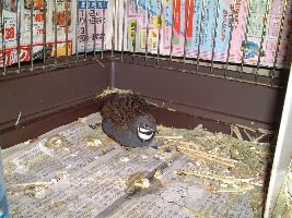ヒメウズラ、アンの写真